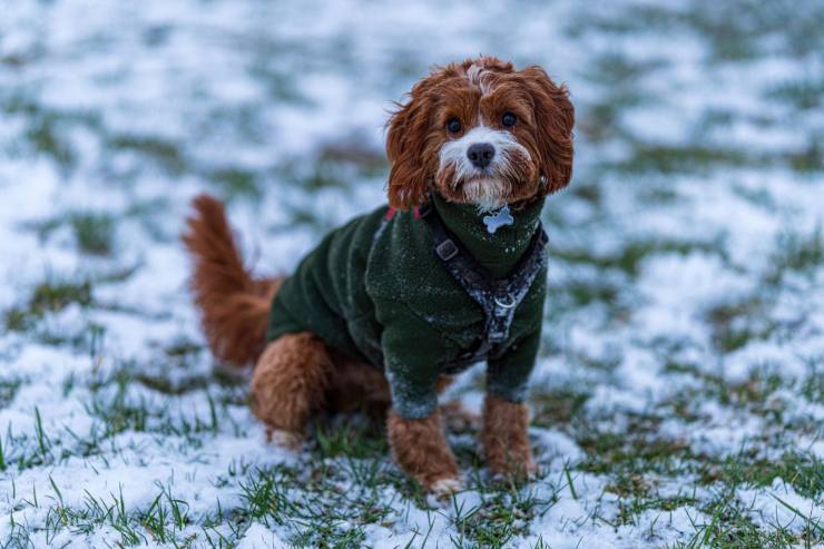 cane nella neve con cappotto